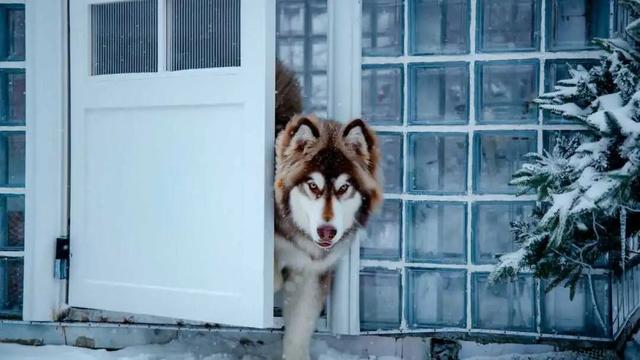 在嵩县找到了现实版「冰雪奇缘」！美到失语的白云山冬日