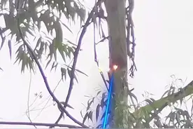 激光砍树被形容“六脉神剑”，研发公司：激光无法被肉眼看到，视频仅供娱乐图片