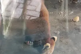 动物园回应小熊猫缺脚趾、袋鼠无法站立：会定期检查、妥善治疗图片
