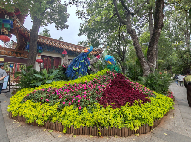 百处花景亮春城！双节期间，昆明花事全攻略发布