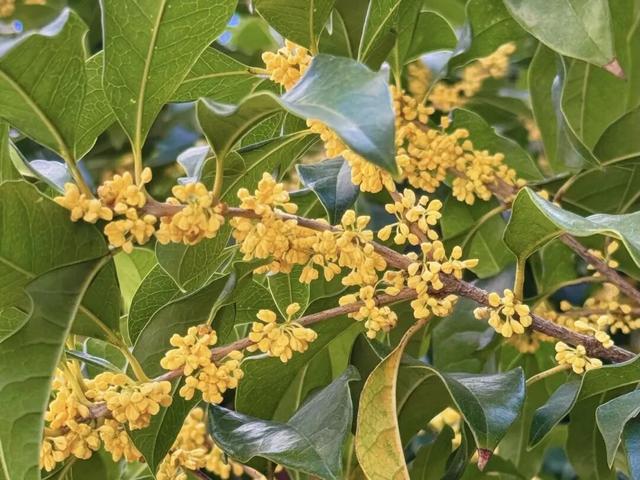 在嘉定街头，邂逅一场「秋日限定」香气