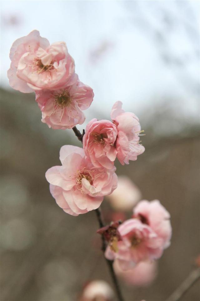 武汉东湖梅园将于元旦开园，名字含“梅”游客免费