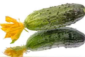 “顶花带刺”的黄瓜打了雌激素或避孕药，儿童吃了会早熟？这说法靠谱吗？图片