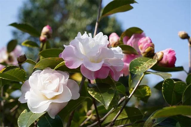 楚雄花开成海！你期盼的春天提前来了