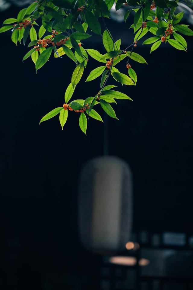 白露为信 满城桂花香｜图集