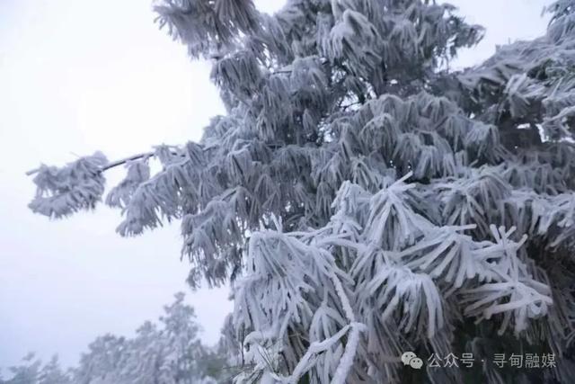 一眼沦陷！寻甸绝美雾凇胜景