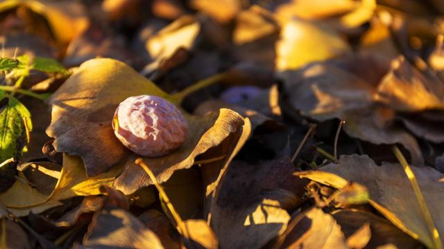 生态科技新城冬日色彩：满城尽染“银杏黄”