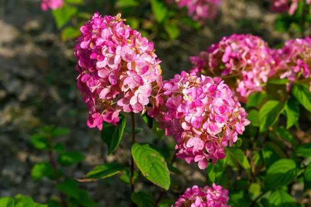 美爆了！延庆这儿的“花海”可以带回家——