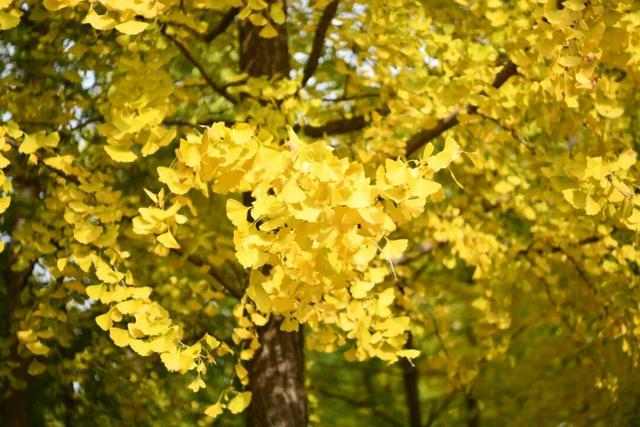 绝美！走，打卡去！