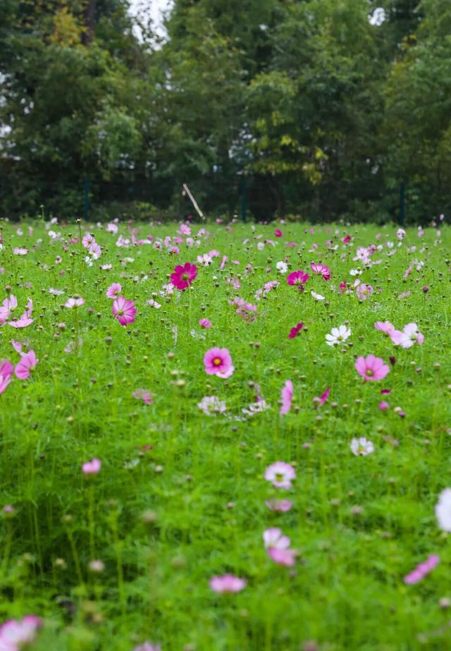 衢江这里的花开爆了！自带滤镜，超出片→