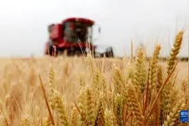 河南山东等地小麦陆续开镰收割图片