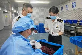 6月杨梅“红”海外 浙江多地杨梅开启出口模式图片