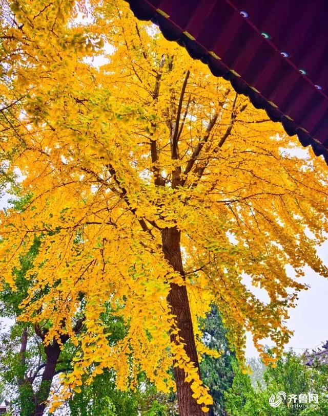 组图丨一大波美图来袭！泰山景区9个赏秋地超出片