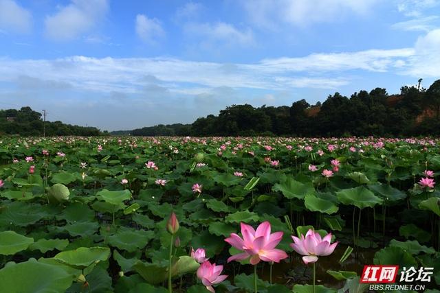 高清湖南丨荷香满村，山水为邻，走进汨罗这个静谧的村落