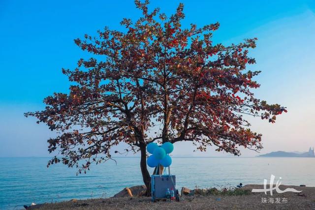 上新！珠海“顶流爱心树”浪漫升级，出片率100%！