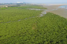 红树林从“林地”改属“湿地”面临新问题，广西：亟需修订法规图片