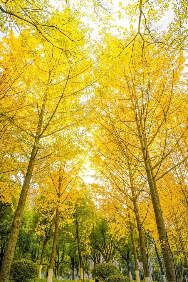 限时绝美！年度顶流！