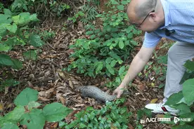 野生中华穿山甲再度现身东莞樟木头！专家称当地生态适合栖息图片
