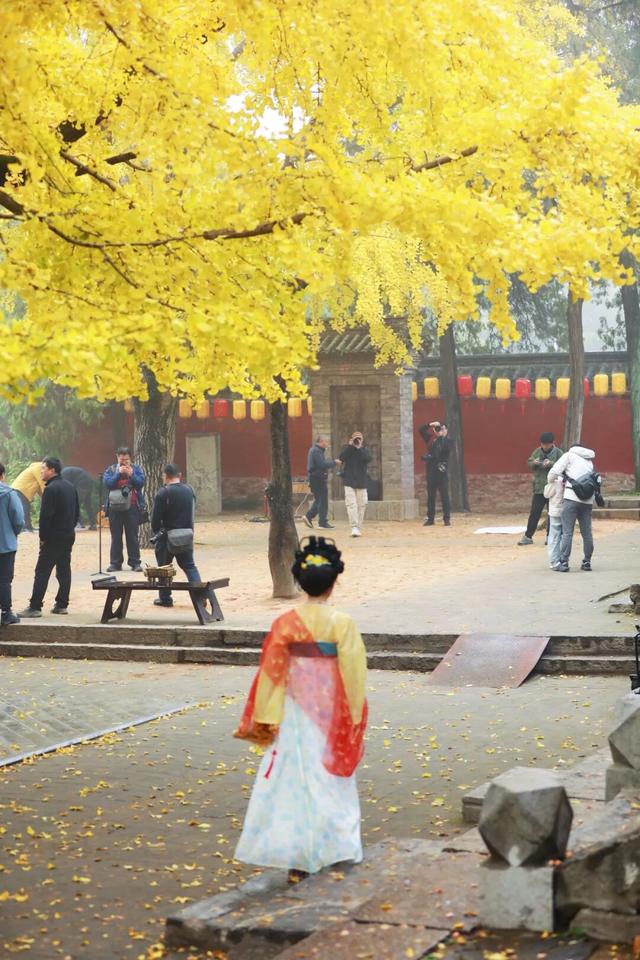 这是今天的千年银杏树，被太阳晒透！巨美！