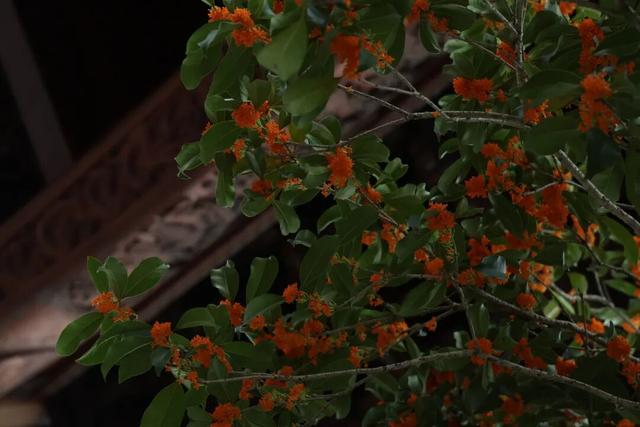 点 击 ↑ 看莲都的秋天