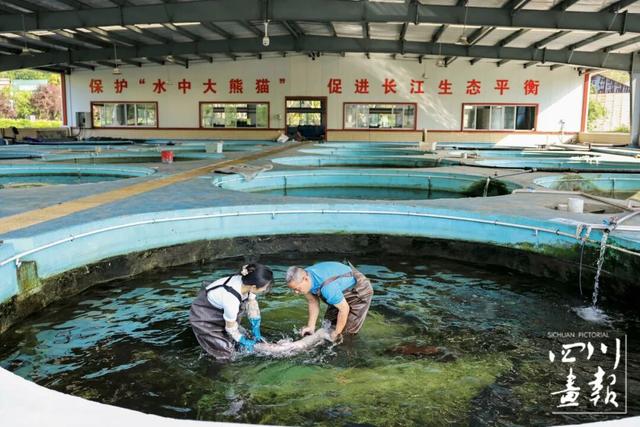 画卷天府·熊猫盛典｜竹韵长宁 绿动天府：一座城的生态文旅焕新之路