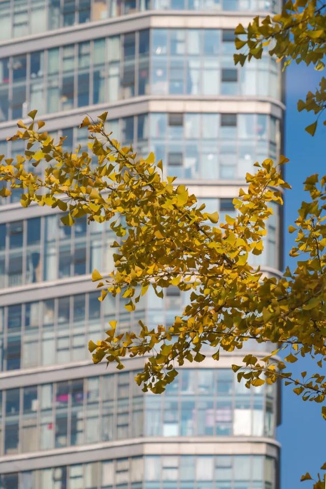 “美神”降临！太仓限定秋日美景，真的“杀”疯了！