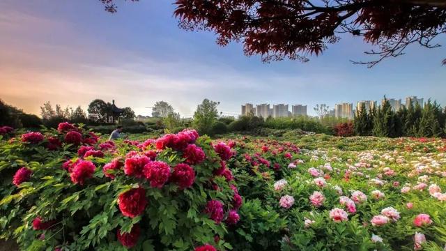 国家级名单公示！与洛阳牡丹有关→