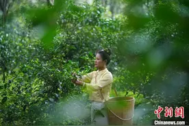 中国古茶树超5624万株 97%分布于云南图片