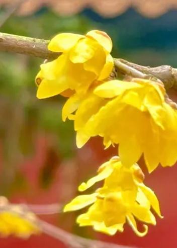 北京周五将迎初雪，踏雪寻梅去！