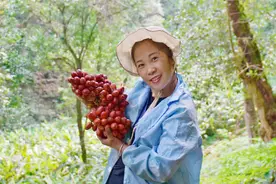 普洱澜沧：草果喜丰收 深山变身“聚宝盆”图片