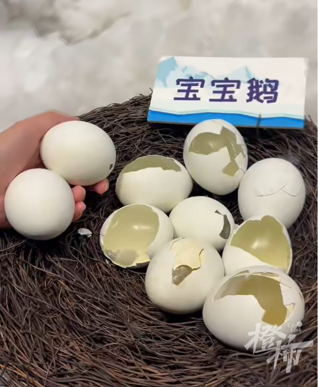 大连一博物馆10枚企鹅蛋遭破坏，博物馆：应该不是儿童 而是成年人