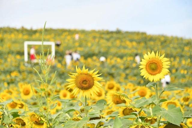 全球金奖！这次是——