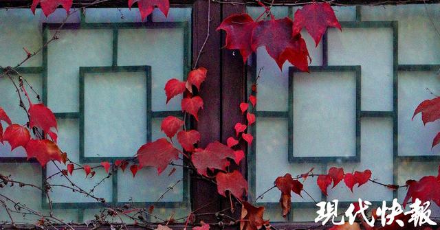 秋日限定，南京“爬山虎之窗”一眼惊艳