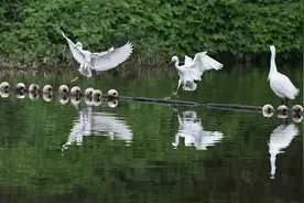 图片新闻｜生态家园 白鹭翩翩图片