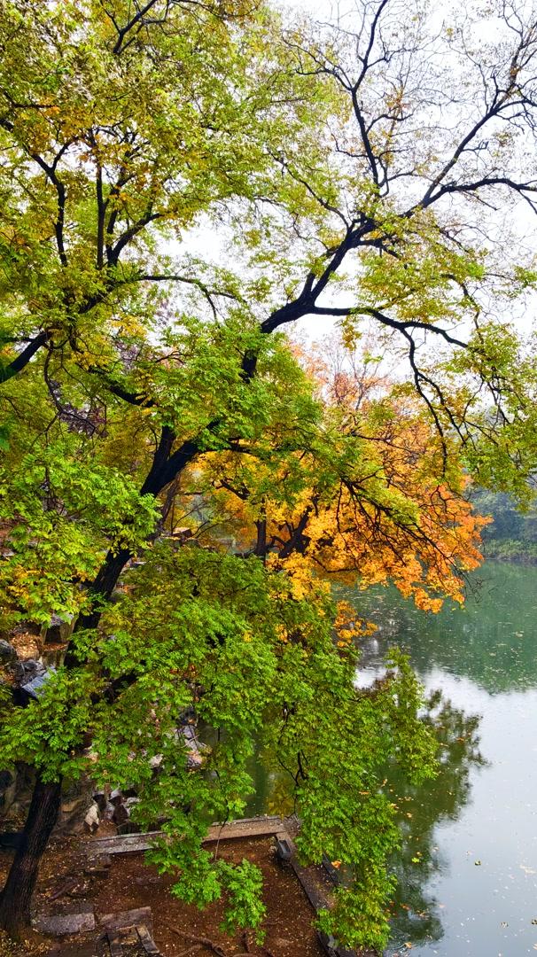 雨落颐和园后溪湖，秋色染透一地金黄