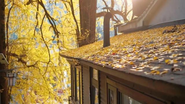 临安，一座被银杏腌入味的城市