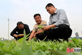 全力打好灾后恢复重建攻坚战丨献县张村乡农广家庭农场见闻：瞧，这油菜长得多壮实！图片