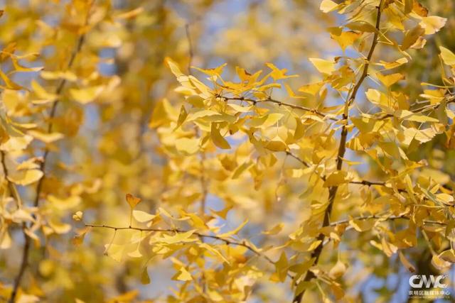 最近大家都在赴这场美丽之约