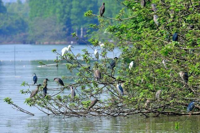 写点生活｜湘湖鹭影