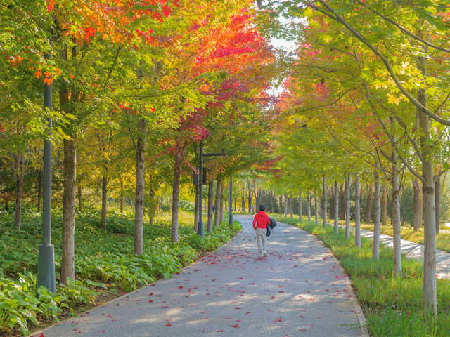 藏不住了！副中心这条4.4公里“红叶大道”，美到封神