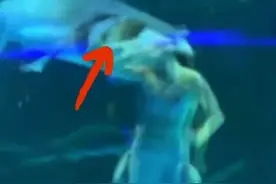 “美人鱼演员被鱼咬头”后续：表演已恢复，咬人的竟是它！图片