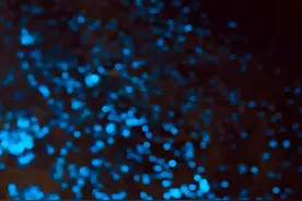 梦幻预警！日照海边再现！昨晚很多人都去看了！图片