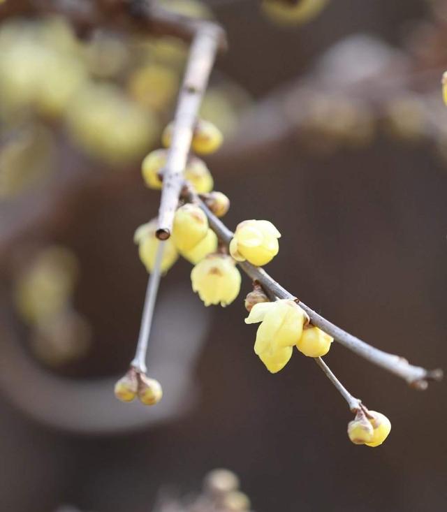 提前两个多月开放，趵突泉畔“梅”景迷人