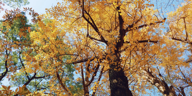 生态科技新城冬日色彩：满城尽染“银杏黄”