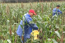 “优生优育”口感营养俱佳，奉贤金奖紫甜糯玉米成熟上市→图片