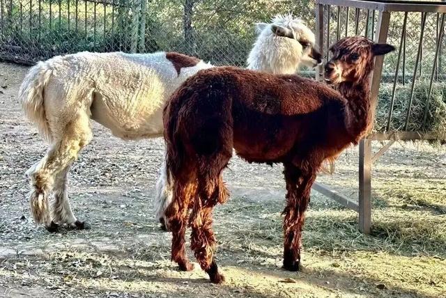 “疯狂动物城”原型，在北京找到了！