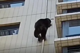 广东一小区惊现黑猩猩攀爬居民楼，官方回应：可能觅食误入小区！图片