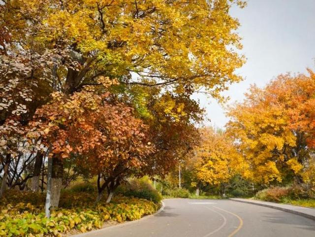 北京号最精彩 | 斑斓秋色！京城这些彩叶点位等您来