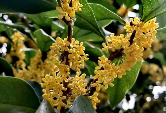 桂花闻起来香，吃起来也“香”，但千万不能随便吃！