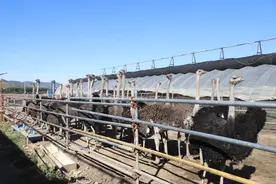 【乡村振兴】鸵鸟养殖托起致富梦图片